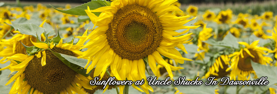 Shucks Sunflowers